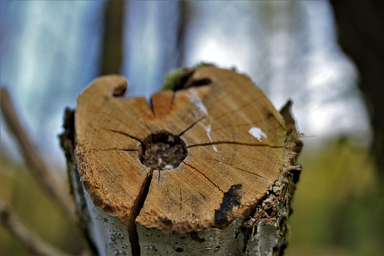 Clean pruning cuts on the limbs of a mature shade tree
