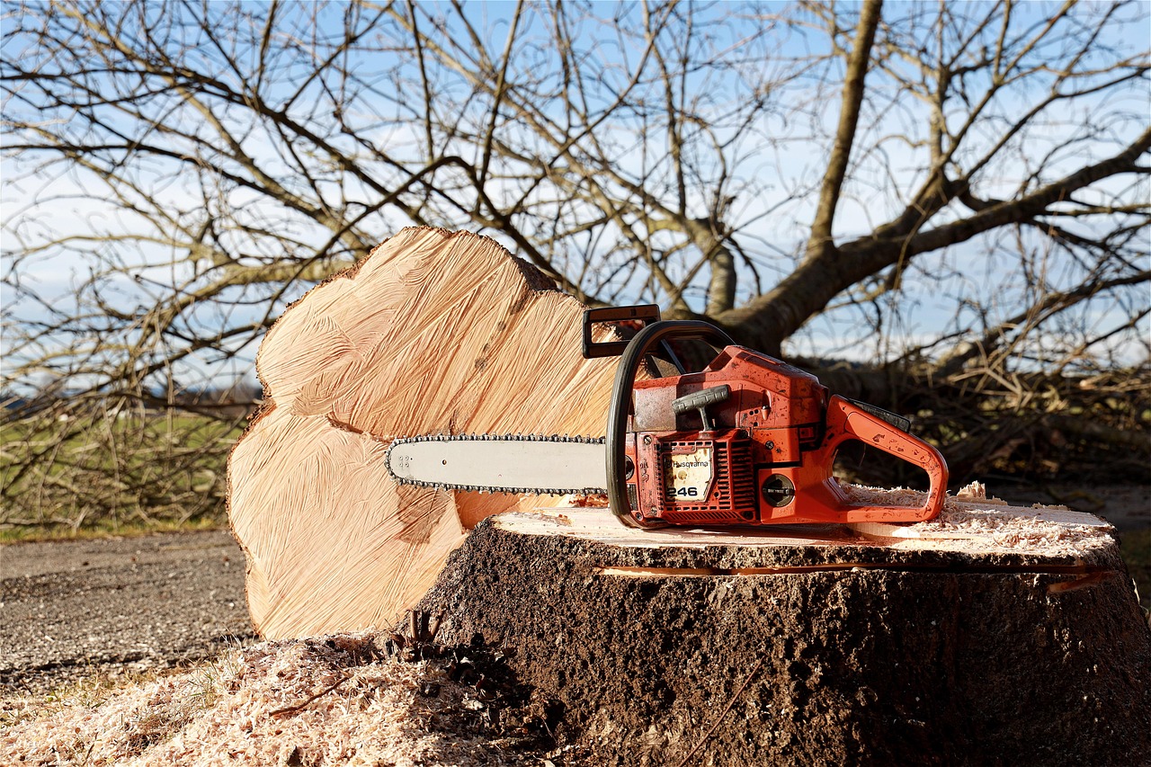 Arborist using a pole saw to cut a branch from a leafy tree